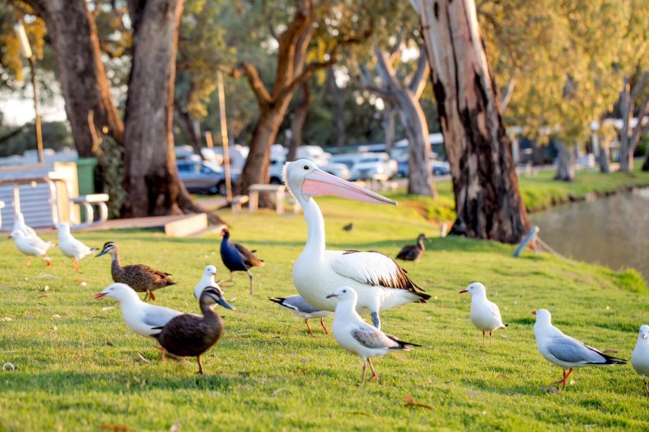 Big4 Renmark Riverfront Holiday Park Hotel ภายนอก รูปภาพ